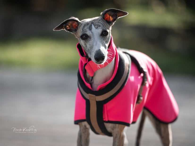 Lehký přehoz pro psí sportovce