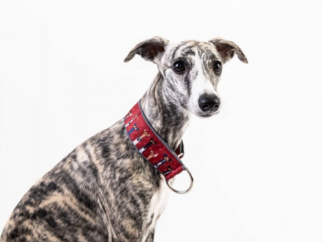 UrbanTail leash with greyhound collar
