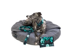 GREEN PREMIUM SET – Luxury Dog Set: Collar, Leash & Vaccination Booklet Cover