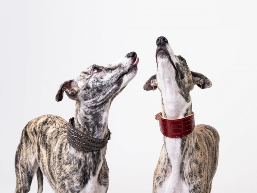 Kožený obojek polstrovaný EXOT GREY