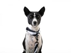 Africa ZEBRA vodítko z pevné nepromokavé tkaniny