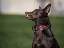 Colla with a buckle INDY 4 cm