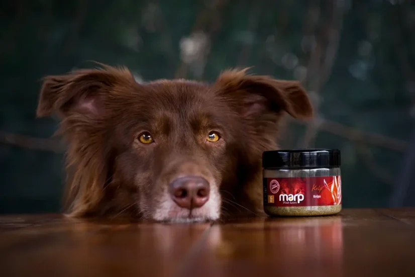 Marp Holistic - Kelpa 100g