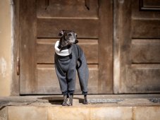 UrbanWarm ZARYA – zateplený overal pro psy z teplákoviny s kožíškem