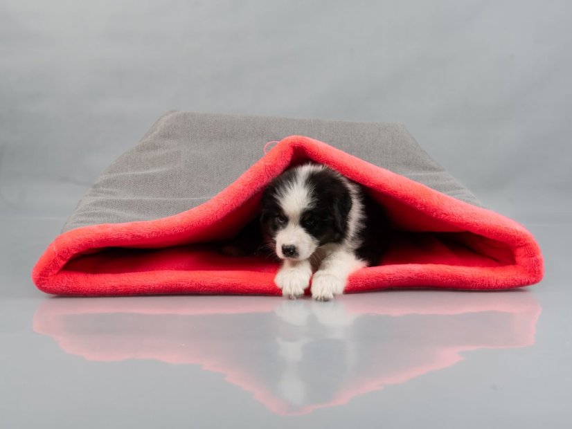 COMFORT Tulivak pro psy Paws