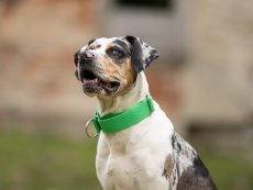 Obojek z pevného popruhu polostahovací GREEN 4 cm