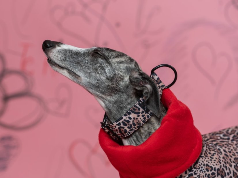 LEOPARD – zimní softshell bunda pro psy