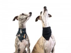 Dog scarf CODURA KOSTKA PINK