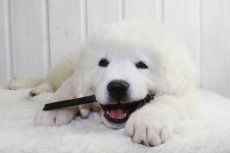 Treats - sausages BEEF PREMIUM 10pcs