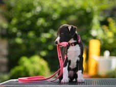 PUPPY GRIP SET – collar and leash for puppies and small breeds