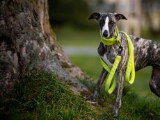 Soft set obojek s vodítkem