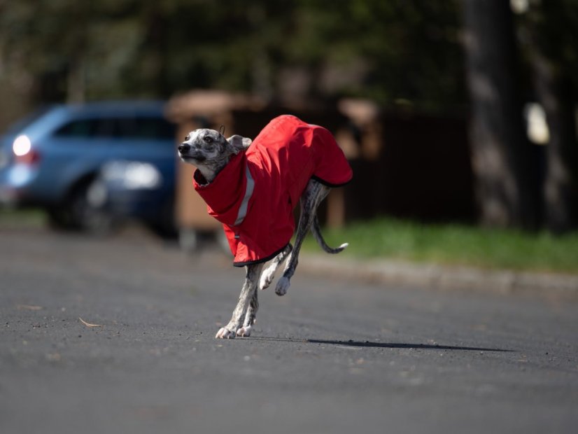 Outdoor Aqua - voděodolná pláštěnka pro psy