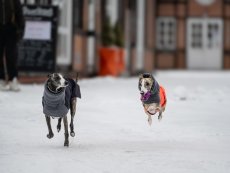 Performance Shell Dog Jacket – funkční bunda s hřejivým fleecem pro psy