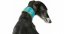 ACTIVE Comfort leather collar for greyhounds - Bolor: black leather, Size: M: 33-42cm/60mm