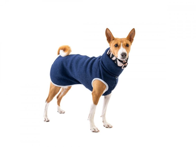 Sweater for basenji and for dogs with tail up