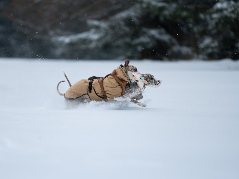 Postroj pro psy COFFEE URBAN