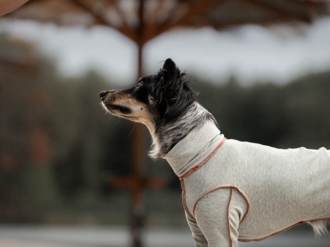 Sweatshirt for a dog gray