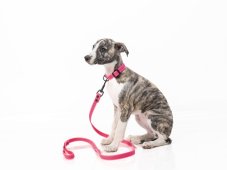 PUPPY GRIP SET – obojok s vodítkom pre šteniatka a malé plemena