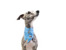 Dog scarf CODURA MODRÝ GREYHOUND