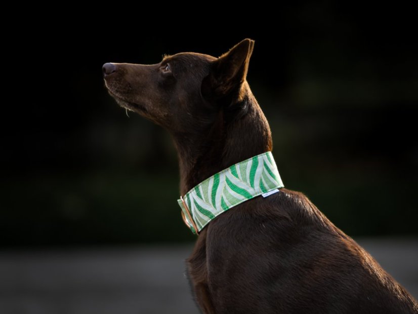 Brokátový luxusný obojok