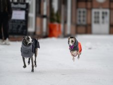 Performance Shell Dog Jacket – funkčná bunda s hrejivým fleecom