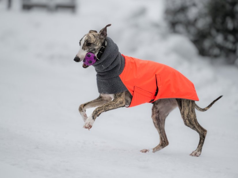 Performance Shell Dog Jacket – funkční bunda s hřejivým fleecem pro psy