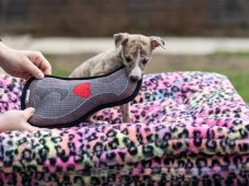 WHIPPET HEART – designová hračka pro psy