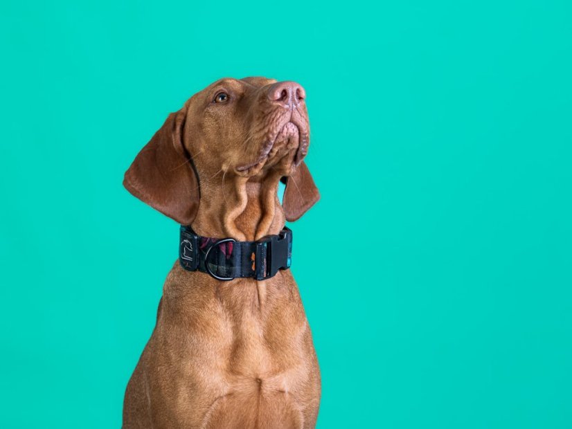 Obojek z nepromokavé tkaniny do spony