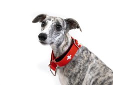 SWISS PREMIUM SET – Luxury Dog Set: Collar, Leash & Vaccination Booklet Cover