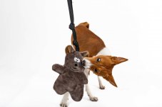 Hračka pro psa – pískací medvěd s rukojetí