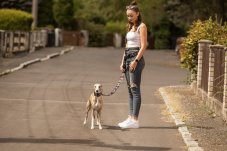 Design leash with greyhound motif collar