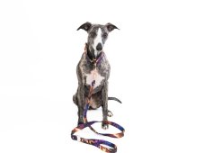 PURPLE PREMIUM SET – Luxury Dog Set: Collar, Leash & Vaccination Booklet Cover