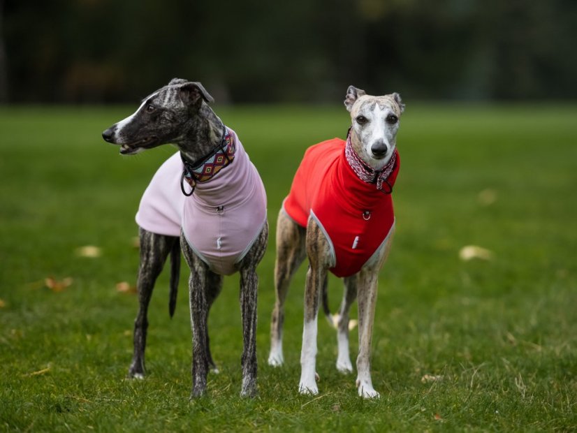 Lehká mikina pro psa French Terry