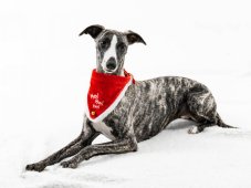 Vánoční šátek pro psa 30-40 cm/20 mm