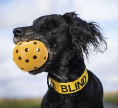 Dierovaná lopta s rolničkou, pre slepých psov, ø 7 cm