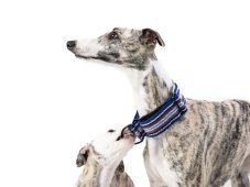 Obojek  z pevného popruhu BLUE