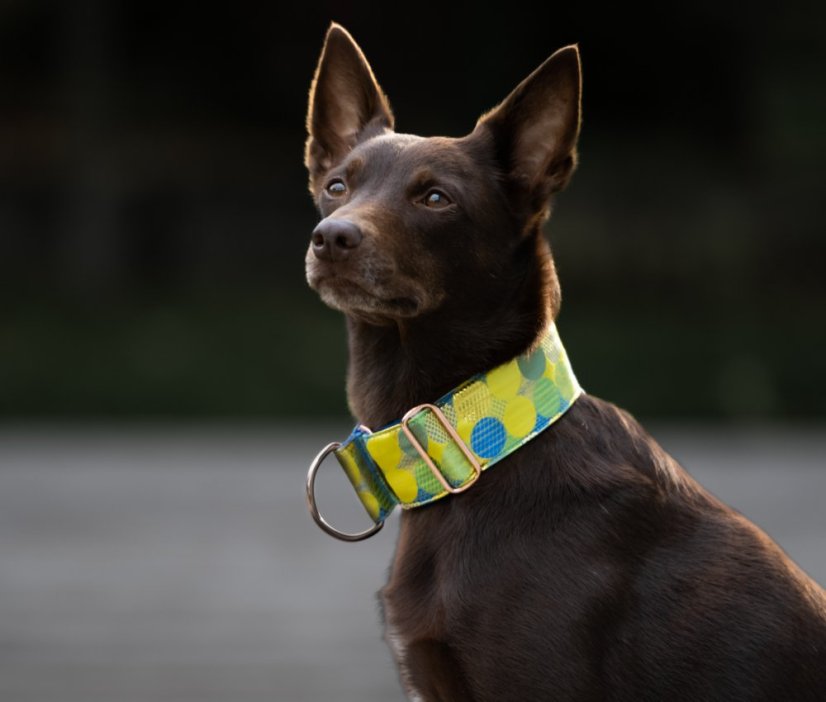 Brokátový luxusný obojok