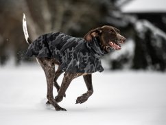 Raincoat LUMI dogwear light