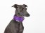 Brocade luxury collar