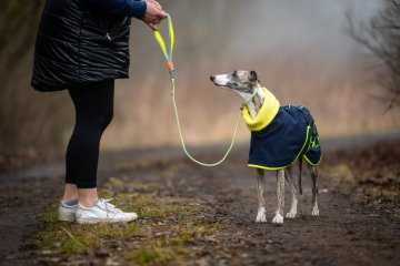 Whippet se klepe už při 10 °C. Není slabý. Jen je stavěný jinak.