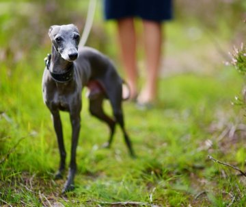 Jak vybrat správné vodítko