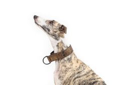 Martingale Collar for Dogs - LUX ORNAMENT