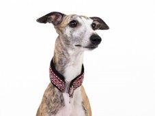 Obojok polosťahovací červený ETNIK 4 cm