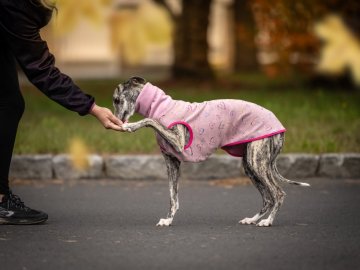 Jak spolu se psem stárnout: zdraví, styl a radost bez kompromisů