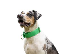 Collar made of solid webbing semi-retractable GREEN 4cm
