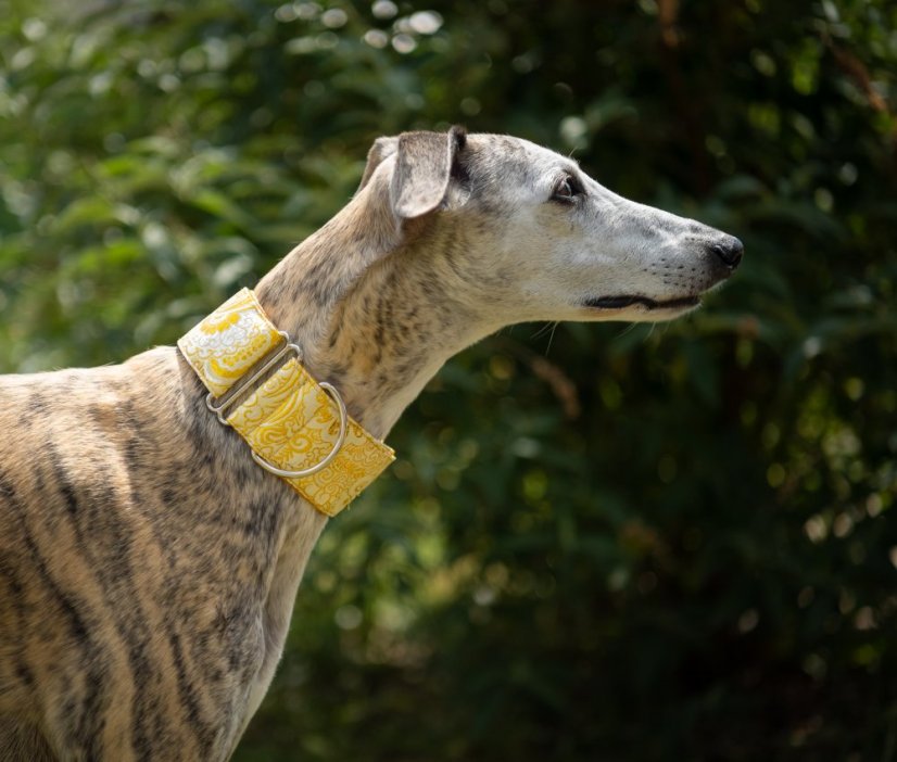 Brocade luxury collar