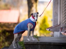 CZECH TEAM POWER FLEECE – mikina pre psov
