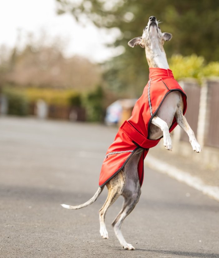 Lehký přehoz pro psí sportovce