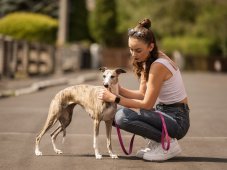 BioThane® collar with pull chain and lead