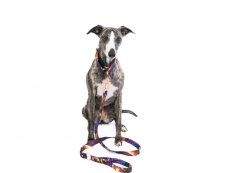 PURPLE PREMIUM SET – Luxusní sada pro psa: obojek, vodítko a obal na očkovací průkaz